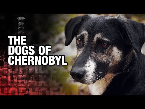 Chernobyl Created the World&#039;s Rarest Dogs