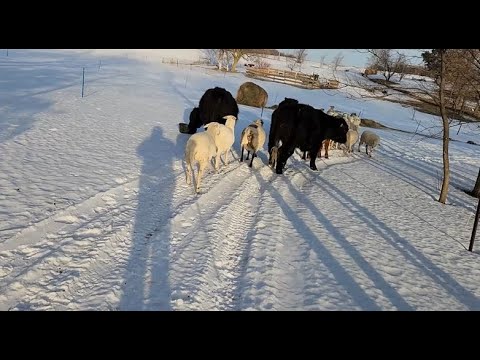 A Short Sheep Drive, a Failed Bale Grazing Experiment and Finding Scalability in My Grazing System.